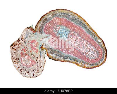 Mikroskopischer Querschnitt pflanzlicher Stammzellen, botanisches Bildungsbild mit detaillierter Zellstruktur und hochauflösender mikroskopischer Ansicht Stockfoto