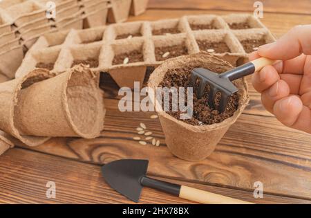 Pflanzen von Samen in Torftopf auf alten Grunge-Holztisch. Säen von Gurkensamen im Boden. Gartenarbeit im Haus. Selektiver Fokus. Stockfoto