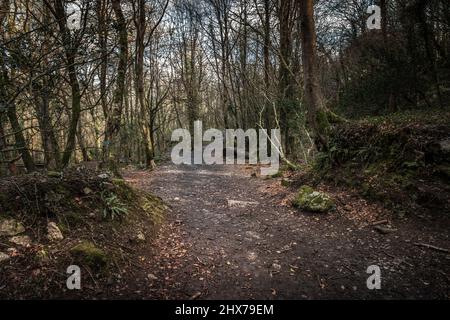 Ein unwegiger Fußweg im historischen Kennall Vine Naturschutzgebiet in Ponsanooth in Cornwall im Vereinigten Königreich. Stockfoto