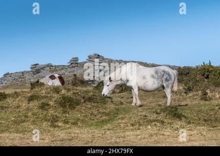Die legendären wilden Bodmin Ponys grasen auf den Minion Downs auf dem Bodmin Moor in Cornwall. Stockfoto