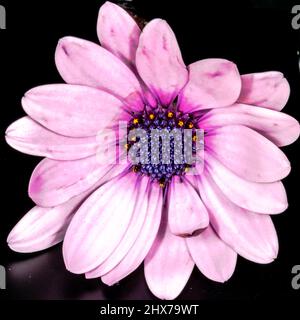 Lila Osteospermum ecklonisis Makroblumenkopf aus der Vogelperspektive. Schwarzer Vordergrundhintergrund. Dimorphotheca ecklonis, Cape Marguerite, Van Staden's Stockfoto