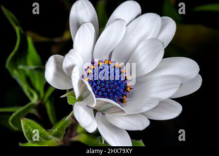 Afrikanische Gänseblümchen halb geöffnet, Nahaufnahme Makrofotografie, verschwommene grüne Blätter auf schwarzem Hintergrund. Weiße Osteospermum ecklonisis, Dimorphotheca ecklonis. Stockfoto