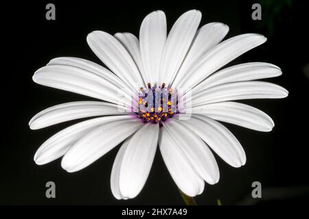 Afrikanische Gänseblümchen breite offene Blume, Nahaufnahme Makrofotografie auf schwarzem Hintergrund. Weißer Osteospermum ecklonisis, Dimorphotheca ecklonis, Kap Marguerit. Stockfoto