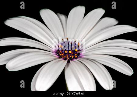 Afrikanische Gänseblümchen breite offene Blume, Nahaufnahme Makrofotografie auf schwarzem Hintergrund. Weißer Osteospermum ecklonisis, Dimorphotheca ecklonis, Kap Marguerit. Stockfoto