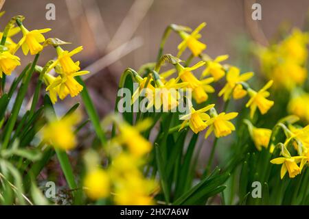 Zwergdaffodil-Blüten, auch als Miniatur-Narzisse bekannt, sehen genauso aus wie ihre großen Pendants, die in einem West Yorkshire-Garten in England, Großbritannien, abgebildet sind. Miniatur-Narzisse ist nur ein anderer Name für eine Zwergdaffodil-Sorte. Wie normal große Narzissen wachsen sie aus Herbstpflanzen und blühen im Frühjahr. Die Größe eines Zwergdaffodils hängt von der Sorte ab, aber in der Regel werden sie 4 bis 6 Zoll (10 bis 15 cm.) hoch mit Blüten, die nur 4 cm groß sind. Kredit: Windmill Images/Alamy Live Nachrichten Stockfoto