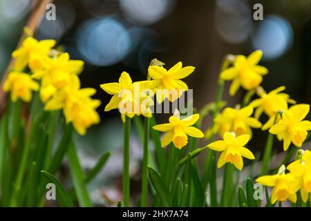 Zwergdaffodil-Blüten, auch als Miniatur-Narzisse bekannt, sehen genauso aus wie ihre großen Pendants, die in einem West Yorkshire-Garten in England, Großbritannien, abgebildet sind. Miniatur-Narzisse ist nur ein anderer Name für eine Zwergdaffodil-Sorte. Wie normal große Narzissen wachsen sie aus Herbstpflanzen und blühen im Frühjahr. Die Größe eines Zwergdaffodils hängt von der Sorte ab, aber in der Regel werden sie 4 bis 6 Zoll (10 bis 15 cm.) hoch mit Blüten, die nur 4 cm groß sind. Kredit: Windmill Images/Alamy Live Nachrichten Stockfoto