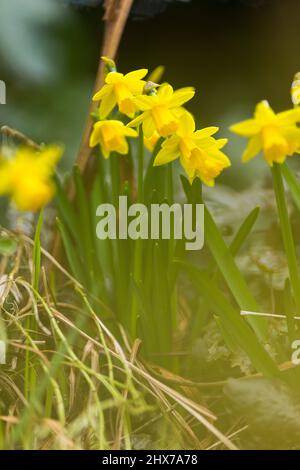 Zwergdaffodil-Blüten, auch als Miniatur-Narzisse bekannt, sehen genauso aus wie ihre großen Pendants, die in einem West Yorkshire-Garten in England, Großbritannien, abgebildet sind. Miniatur-Narzisse ist nur ein anderer Name für eine Zwergdaffodil-Sorte. Wie normal große Narzissen wachsen sie aus Herbstpflanzen und blühen im Frühjahr. Die Größe eines Zwergdaffodils hängt von der Sorte ab, aber in der Regel werden sie 4 bis 6 Zoll (10 bis 15 cm.) hoch mit Blüten, die nur 4 cm groß sind. Kredit: Windmill Images/Alamy Live Nachrichten Stockfoto