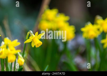 Zwergdaffodil-Blüten, auch als Miniatur-Narzisse bekannt, sehen genauso aus wie ihre großen Pendants, die in einem West Yorkshire-Garten in England, Großbritannien, abgebildet sind. Miniatur-Narzisse ist nur ein anderer Name für eine Zwergdaffodil-Sorte. Wie normal große Narzissen wachsen sie aus Herbstpflanzen und blühen im Frühjahr. Die Größe eines Zwergdaffodils hängt von der Sorte ab, aber in der Regel werden sie 4 bis 6 Zoll (10 bis 15 cm.) hoch mit Blüten, die nur 4 cm groß sind. Kredit: Windmill Images/Alamy Live Nachrichten Stockfoto