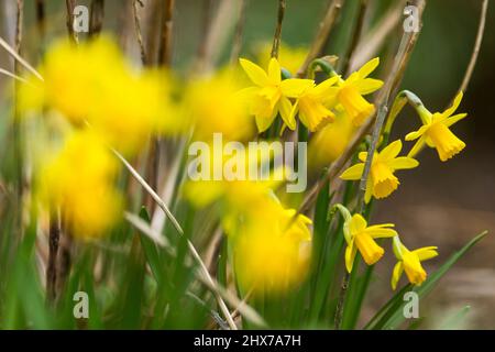 Zwergdaffodil-Blüten, auch als Miniatur-Narzisse bekannt, sehen genauso aus wie ihre großen Pendants, die in einem West Yorkshire-Garten in England, Großbritannien, abgebildet sind. Miniatur-Narzisse ist nur ein anderer Name für eine Zwergdaffodil-Sorte. Wie normal große Narzissen wachsen sie aus Herbstpflanzen und blühen im Frühjahr. Die Größe eines Zwergdaffodils hängt von der Sorte ab, aber in der Regel werden sie 4 bis 6 Zoll (10 bis 15 cm.) hoch mit Blüten, die nur 4 cm groß sind. Kredit: Windmill Images/Alamy Live Nachrichten Stockfoto