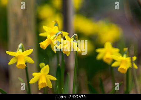 Zwergdaffodil-Blüten, auch als Miniatur-Narzisse bekannt, sehen genauso aus wie ihre großen Pendants, die in einem West Yorkshire-Garten in England, Großbritannien, abgebildet sind. Miniatur-Narzisse ist nur ein anderer Name für eine Zwergdaffodil-Sorte. Wie normal große Narzissen wachsen sie aus Herbstpflanzen und blühen im Frühjahr. Die Größe eines Zwergdaffodils hängt von der Sorte ab, aber in der Regel werden sie 4 bis 6 Zoll (10 bis 15 cm.) hoch mit Blüten, die nur 4 cm groß sind. Kredit: Windmill Images/Alamy Live Nachrichten Stockfoto