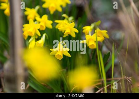 Zwergdaffodil-Blüten, auch als Miniatur-Narzisse bekannt, sehen genauso aus wie ihre großen Pendants, die in einem West Yorkshire-Garten in England, Großbritannien, abgebildet sind. Miniatur-Narzisse ist nur ein anderer Name für eine Zwergdaffodil-Sorte. Wie normal große Narzissen wachsen sie aus Herbstpflanzen und blühen im Frühjahr. Die Größe eines Zwergdaffodils hängt von der Sorte ab, aber in der Regel werden sie 4 bis 6 Zoll (10 bis 15 cm.) hoch mit Blüten, die nur 4 cm groß sind. Kredit: Windmill Images/Alamy Live Nachrichten Stockfoto