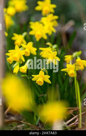 Zwergdaffodil-Blüten, auch als Miniatur-Narzisse bekannt, sehen genauso aus wie ihre großen Pendants, die in einem West Yorkshire-Garten in England, Großbritannien, abgebildet sind. Miniatur-Narzisse ist nur ein anderer Name für eine Zwergdaffodil-Sorte. Wie normal große Narzissen wachsen sie aus Herbstpflanzen und blühen im Frühjahr. Die Größe eines Zwergdaffodils hängt von der Sorte ab, aber in der Regel werden sie 4 bis 6 Zoll (10 bis 15 cm.) hoch mit Blüten, die nur 4 cm groß sind. Kredit: Windmill Images/Alamy Live Nachrichten Stockfoto