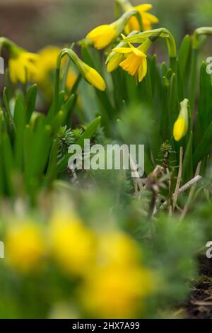 Zwergdaffodil-Blüten, auch als Miniatur-Narzisse bekannt, sehen genauso aus wie ihre großen Pendants, die in einem West Yorkshire-Garten in England, Großbritannien, abgebildet sind. Miniatur-Narzisse ist nur ein anderer Name für eine Zwergdaffodil-Sorte. Wie normal große Narzissen wachsen sie aus Herbstpflanzen und blühen im Frühjahr. Die Größe eines Zwergdaffodils hängt von der Sorte ab, aber in der Regel werden sie 4 bis 6 Zoll (10 bis 15 cm.) hoch mit Blüten, die nur 4 cm groß sind. Kredit: Windmill Images/Alamy Live Nachrichten Stockfoto