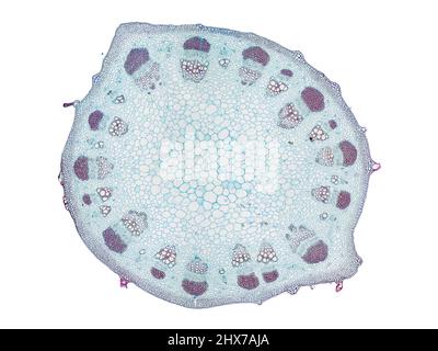 Mikroskopischer Querschnitt pflanzlicher Stammzellen, botanisches Bildungsbild mit detaillierter Zellstruktur und hochauflösender mikroskopischer Ansicht Stockfoto