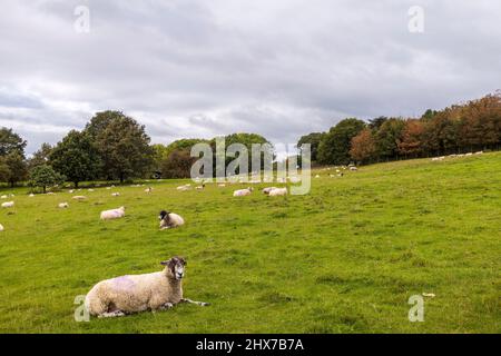 Große Herde von Schafen, die auf grünem Gras von YSP in West Yorkshire ruht. Stockfoto