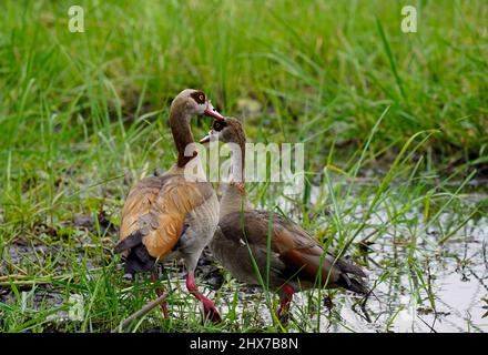 Eygptiangänse zusammen als Zuchtpaar Stockfoto