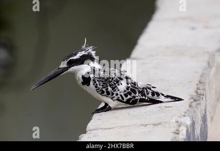 Pied Kingfisher auf der Suche nach Beute Stockfoto