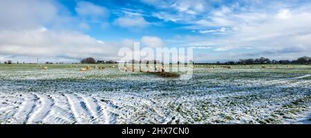 Winter - Schafherde im Schnee; Cotswolds; in der Nähe von Stroud; England; Vereinigtes Königreich Stockfoto