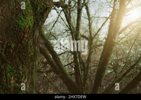 Selektive Fokussierung von grünem Moos auf einen Baumstamm im Wald. Baumstamm bedeckt mit grünem Moos auf verwischtem Hintergrund Äste von Bäumen im Dschungel. Schönheit Stockfoto