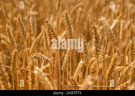 Vollformatbild eines goldenen Weizenfeldes im Sommer. Weichweizen (Triticum aestivum) ist die wirtschaftlich wichtigste Weizenart. Stockfoto