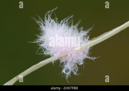 Laetisaria fuciformis, bekannt als Rote Fadenkrankheit, ein Pflanzenerreger, der Rasenflächen infiziert, hier im kleinen, rosa, wollwollartigen Myzel-Stadium Stockfoto