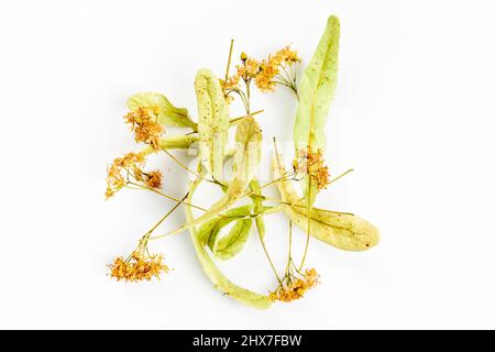 Limettenblüten, getrocknet für Kräuterlindentee Stockfoto