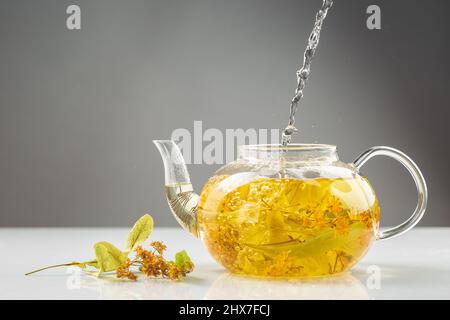 Die Linden oder den tilia-Tee in der transparenten Teekannen brauen. Gesundes heißes Getränk Stockfoto