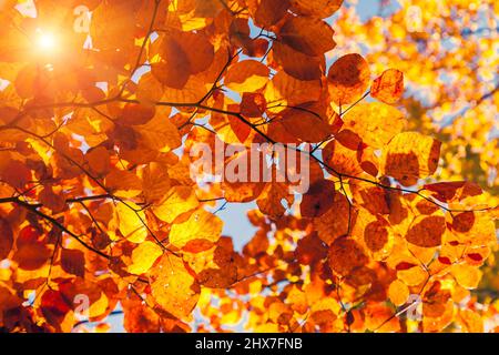 Majestätische bunten Wald mit sonnigen Strahlen. Naturpark. Dramatische Morgen Szene. Rote Blätter im Herbst. Karpaten, Ukraine, Europa. Beauty-Welt. Stockfoto