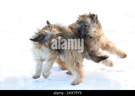 Pyrenean Shepherd Welpen spielen im Schnee Stockfoto