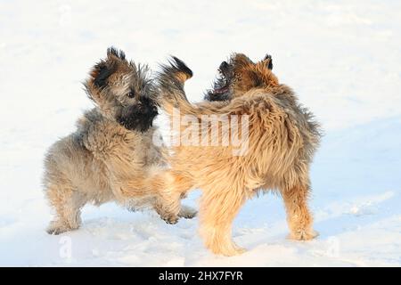 Pyrenean Shepherd Welpen spielen im Schnee Stockfoto