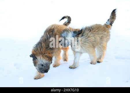 Pyrenean Shepherd Welpen spielen im Schnee Stockfoto