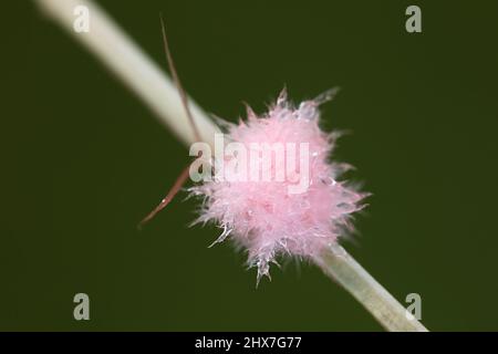 Laetisaria fuciformis, bekannt als Rote Fadenkrankheit, ein Pflanzenerreger, der Rasenflächen infiziert, hier im kleinen, rosa, wollwollartigen Myzel-Stadium Stockfoto