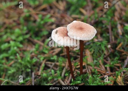 Mycetinis scorodonius, wie Vampire bane oder Knoblauch duftende Pilz bekannt, wilde essbarer Pilz aus Finnland Stockfoto