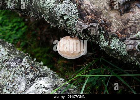 Fomitopsis Piptoporus betulinus betulina, zuvor, bekannt als der Birch polypore, birke Halter oder Rasiermesser Strop Stockfoto