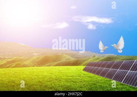 Zwei weiße Tauben fliegen auf einem Solarpanel auf einer weiten Wiese. Sauberes Energiekonzept, alternative Energie, die Natur- und umweltschonend ist Stockfoto