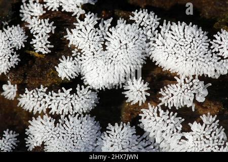 Coral Schleimpilze Ceratiomyxa fruticulosa, Stockfoto