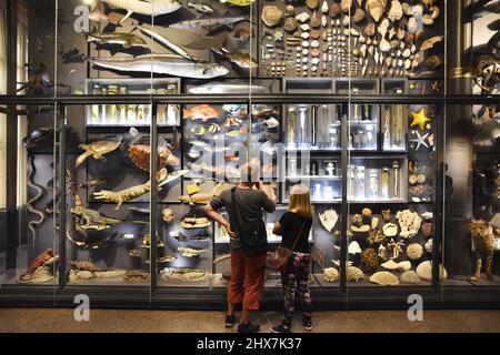 Besucher stehen an der Glaswand mit verschiedenen Tierausstellungen im Museum für Naturkunde in Berlin. Stockfoto