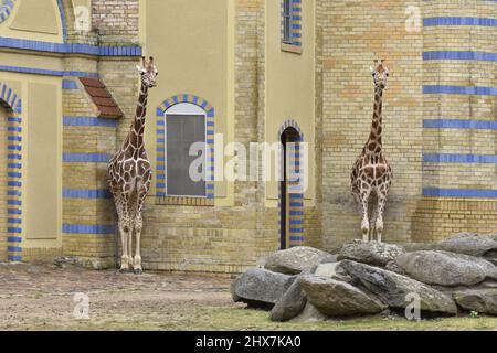 Rothschilds Giraffen (Giraffa camelopardalis rothschildi), die neben dem Gebäude im Berliner Zoo-Gehege in Deutschland in Europa stehen. Stockfoto