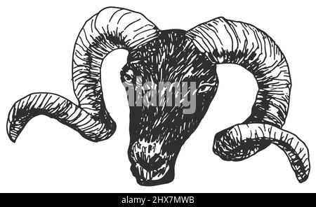 RAM Head Sketch Zeichnung auf weißem Hintergrund Vektordarstellung Stock Vektor
