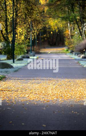 Fallen golden leaves after first frost in Finland Stockfoto