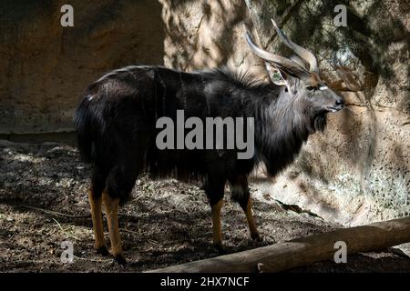 Das große Kudu-Männchen im Zoo von Lissabon bei Portugal (Tragelaphus strepsiceros) ist eine Waldantilope, die im gesamten östlichen und südlichen Afrika gefunden wird. Stockfoto