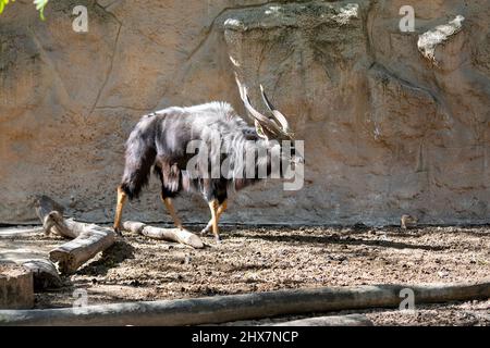 Das große Kudu-Männchen im Zoo von Lissabon bei Portugal (Tragelaphus strepsiceros) ist eine Waldantilope, die im gesamten östlichen und südlichen Afrika gefunden wird. Stockfoto