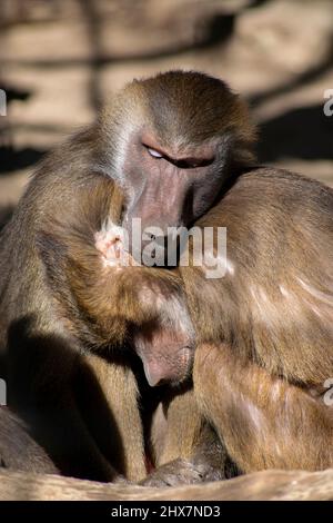 Zwei Affen umarmen sich und sitzen zusammen Stockfoto