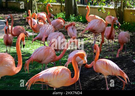 Eine Gruppe von Flamingos, Phoenicopteriformes. Pink Flamingos. Stockfoto