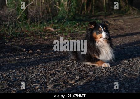 Shetland Sheepdog im Wald Stockfoto