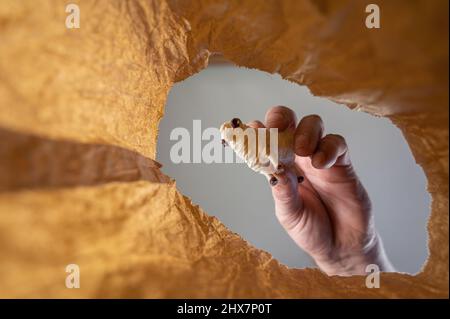Eine Hand legt eine Figur eines Widders in einen Papierbeutel. Die Hand eines reifen Mannes hält das Spielzeug eines Kindes über einer offenen braunen Tasche. Von unten nach oben geschossen. Nahaufnahme. Stockfoto