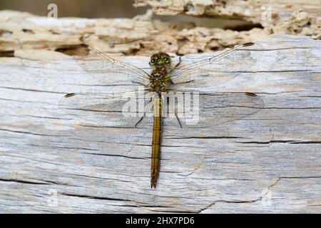 Vagrant schnurrbärtige Darter, Sympetrum vulgatum Stockfoto