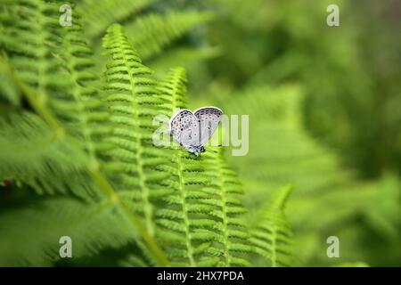Gemeinsame blauer Schmetterling, Plebeius Icarus, ruht auf einem fern Stockfoto