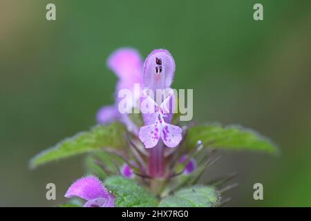 Lamium purpureum, bekannt als rote Totennessel, violette Totennessel, rote Hühnerauge oder purpurner Erzengel Stockfoto