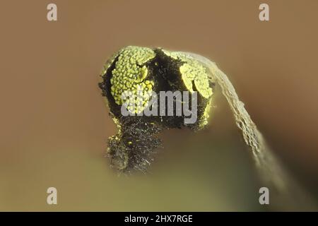 Goldschleimform, Physarum viride var. aurantiacum Stockfoto